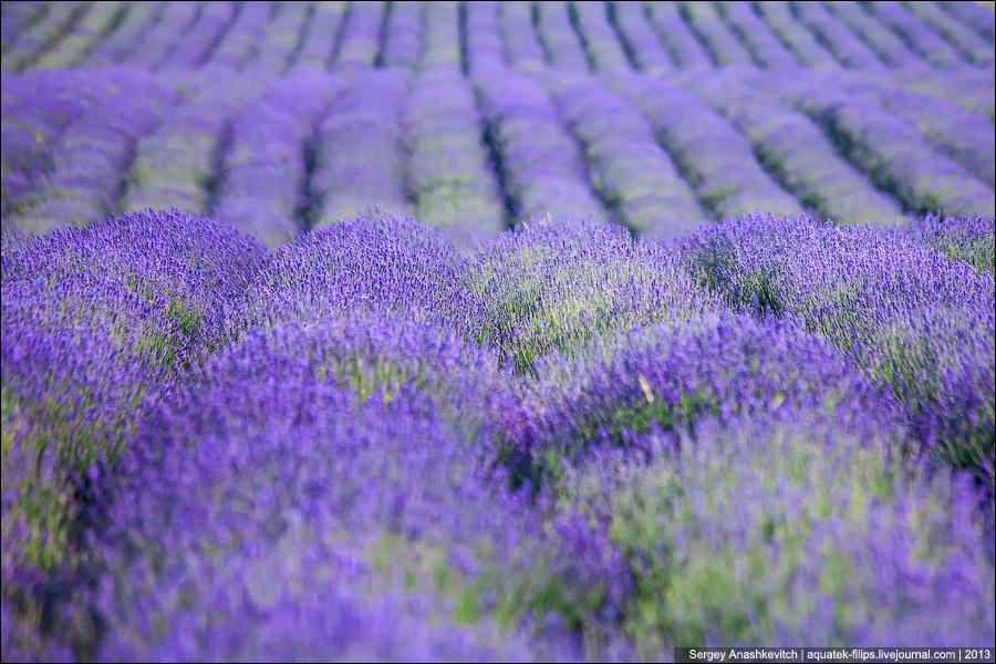 Collection: Lavender