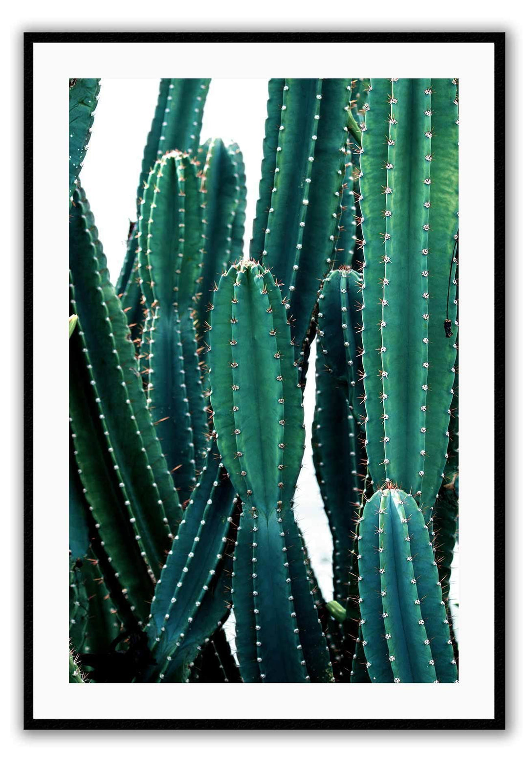 Canvas Print Small		50x70cm / Black Cactus fluro Cactus fluro Framed Print Brand