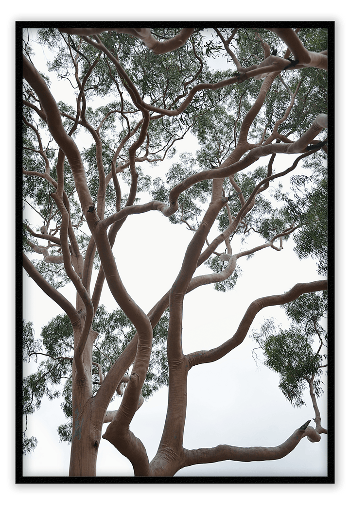 Canvas Print 50x70cm / Black Tubos Brand