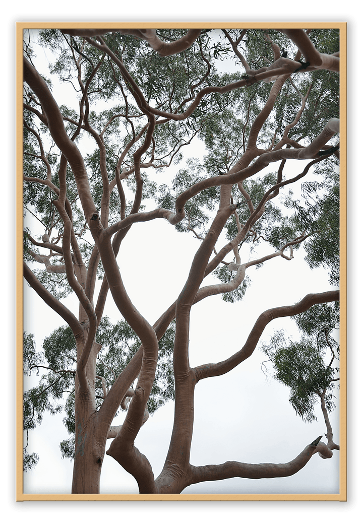 Canvas Print 50x70cm / Natural Tubos Brand