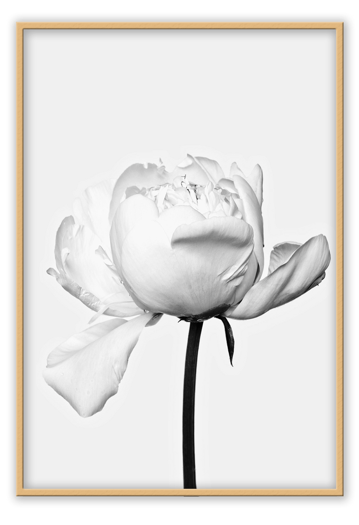 Canvas Print 50x70cm / Natural White Rose White Rose Framed Prints Brand