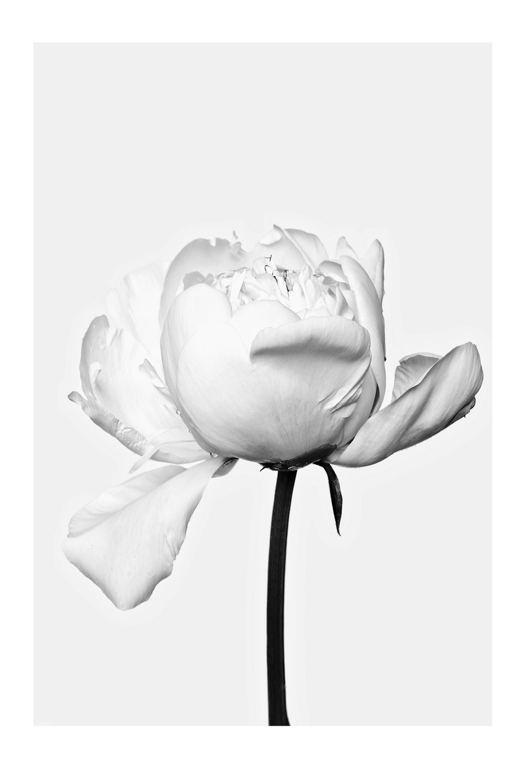 Canvas Print 60x90cm / Unframed White Rose White Rose Framed Prints Brand